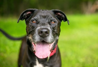 A happy senior mixed breed dog panting