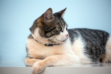 American wirehair cat in profile and against a light blue background.