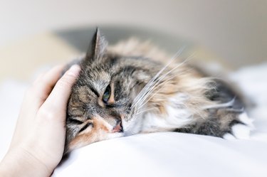 Closeup portrait of cute calico Maine coon cat lying on bed in bedroom room, being petted.