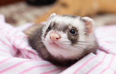 A cute ferret on pink and white striped blanket