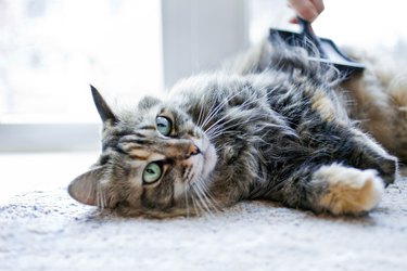 Woman combing her cat