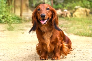 Red dapple best sale dachshund long hair