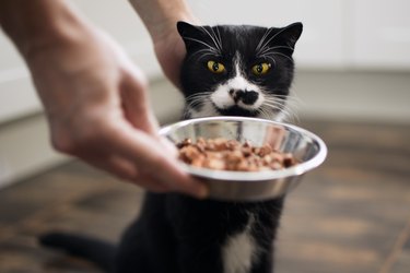 Pet owner feeding his hungry cat