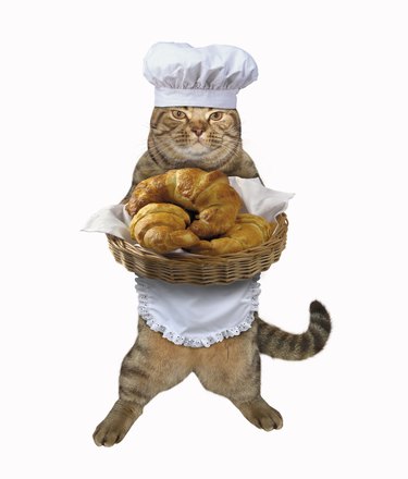 Cat cook with croissants