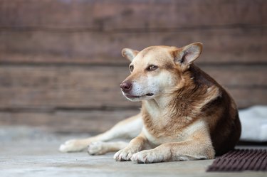 Sad red dog lying on the concrete porch of the wooden house.