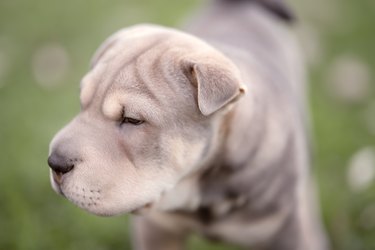 Shar-Pei Pitbull Mix: What Is a Pit Bull Shar-Pei Mix Called? | Cuteness