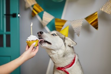 Dog pet birthday, hand holds a birthday cupcake with a candle, the dog licks the cream