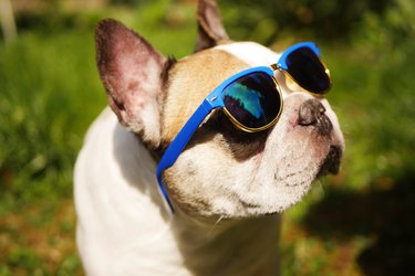 Close-up of a French bulldog wearing sunglasses over their eyes