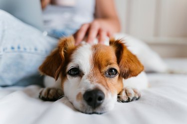 young caucasian woman on bed working on laptop. Cute small dog lying besides. Love for animals and technology concept. Lifestyle indoors