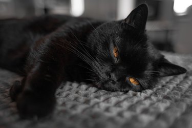 A black Scottish Straight cat is lying down looking at the camera