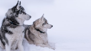 Two husky dogs looking to the side in a snow field
