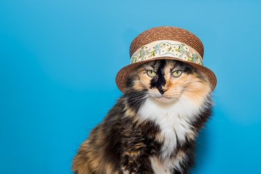 Calico cat wearing a retro straw hat with a deco style band