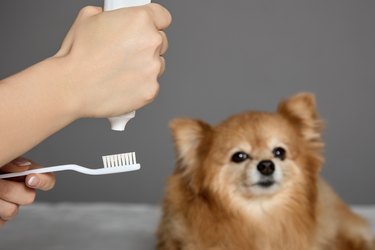 Veterinarian prepares tools for brushing teeth for German Spitz