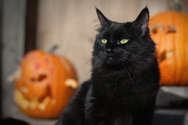 Black Halloween Cat