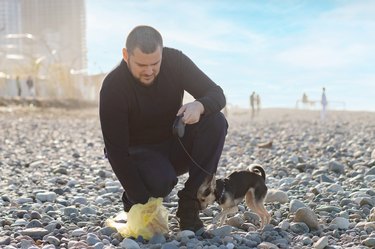 dog poop cleaning, dog owner on the beach picks up dog feces, walking a pet on the seashore