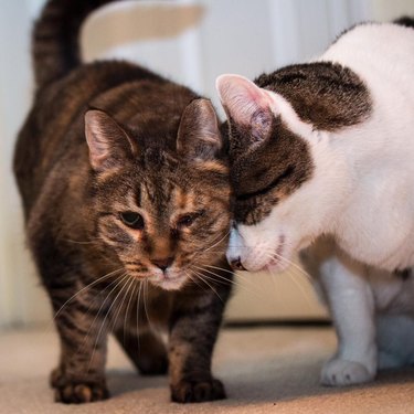 A brown and white cat head butting a tabby cat.