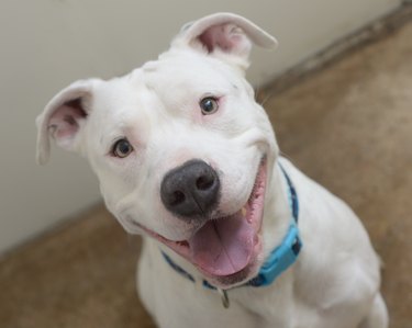 Smiling white Pit Bull