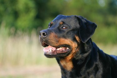 Portrait of a Rottweiler