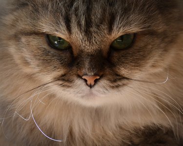 Angry fluffy cat closeup of face