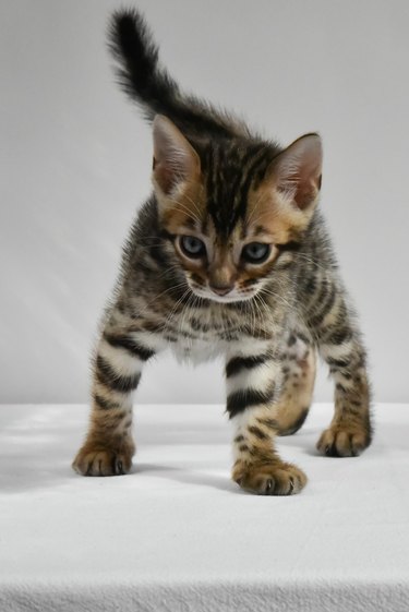 bengal kitten preparing to jump to play. a small, mischievous striped baby