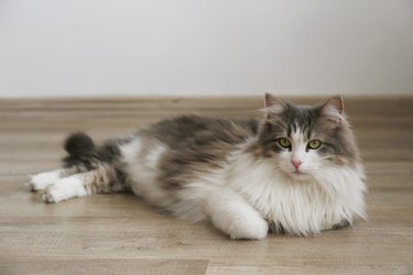 Breathtaking Beauty Exploring the Ragamuffin Cat