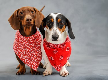 How to tie a clearance bandana around a dog