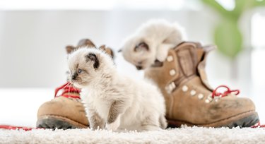 Ragdoll kittens playing with shoes