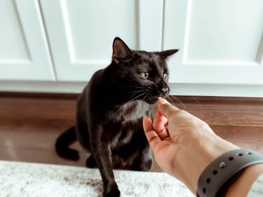 Woman Feeds Treat to Her Cat