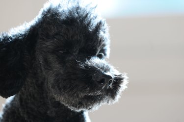Black poodle illuminated in a beam of sunlight, looking away from the camera with its head tilted