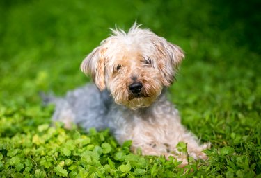 A Yorkshire Terrier x Poodle mixed breed dog outdoors