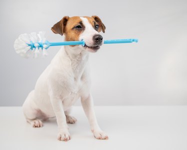 Jack russell terrier dog holds a blue toilet brush in his mouth