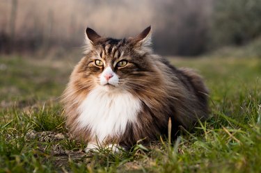 Love Fluffy Cats? These are 7 of the Fluffiest Cat Breeds Around | Cuteness