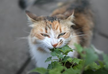 Cat eating catnip, outside.