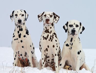 3 Dalmatian dogs in a row sitting on snow