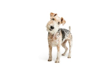 Studio shot of beautiful purebred Fox terrier dog posing isolated over white background. Looking at camera with interest