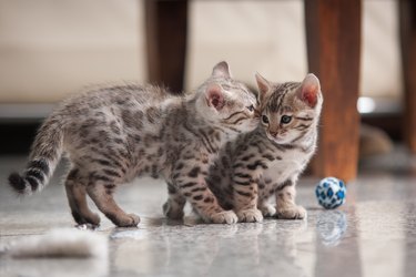 Two silver Bengal Kittens playing with each other.