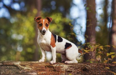 Fast little legs: Russell Terrier Macho declared fastest doggie