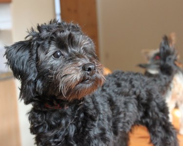 do yorkie poos get along with dogs