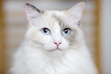 White color ragdoll pet cat