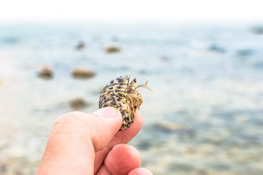 Small cute hermit crab in hand close up, sandy beach in Sharm ash Sheikh, Egypt. Cancer hermit close up