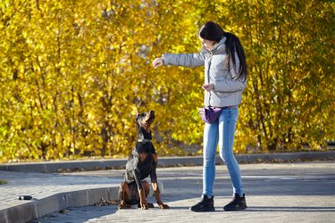young girl plays and trains her dog doberman. photo shoot on an autumn background
