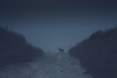A dog at the end of a dark country road in the fog.