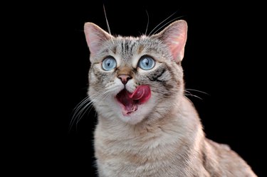 Hungry cat close-up portrait against black background