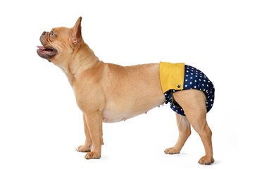 French Bulldog dog wearing diaper pants
