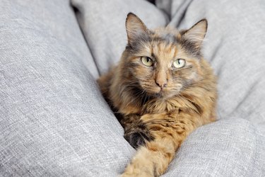 Brown American bobtail cat lies on a gray beanbag chair.