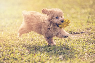 a toy poodle biting and fetching a soft rubber toy and running in public park