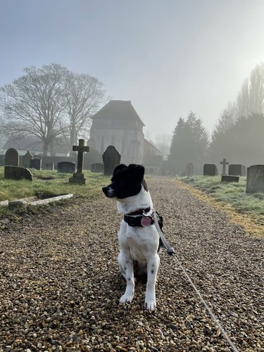 Dog walking though the misty churchyard