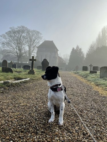 are you allowed to walk your dog in a cemetery