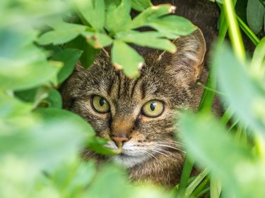 Closeup portrait of a cat hiding behind leaves