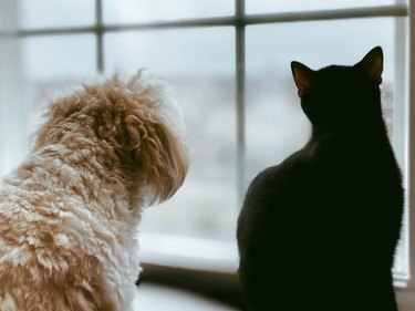 Cat and Dog Look Out of Window